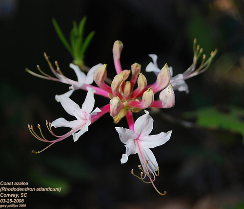 آزالیای ساحلی